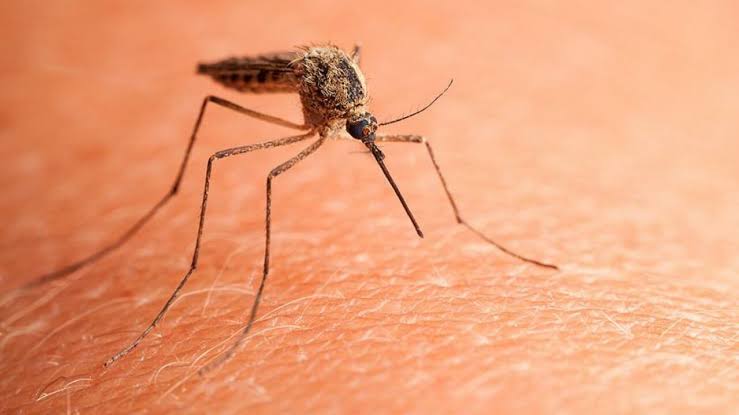 ¿Por qué algunas personas siempre son picadas por los mosquitos, mientras que otras no?